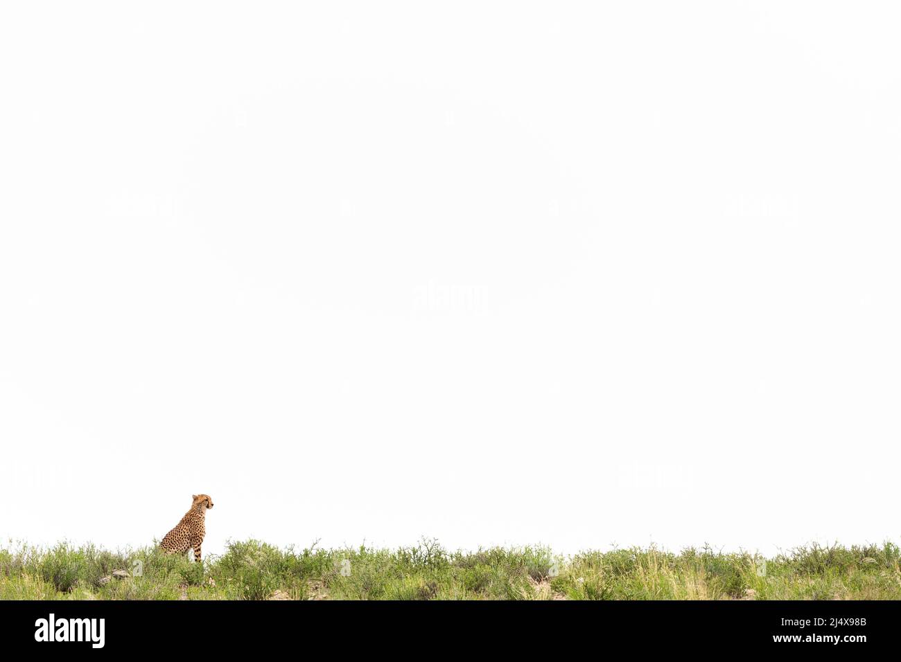 Cheetah (Acinonyx jubatus), Kgalagadi Transfrontier Park, Nordkap, Südafrika, Februar 2022 Stockfoto