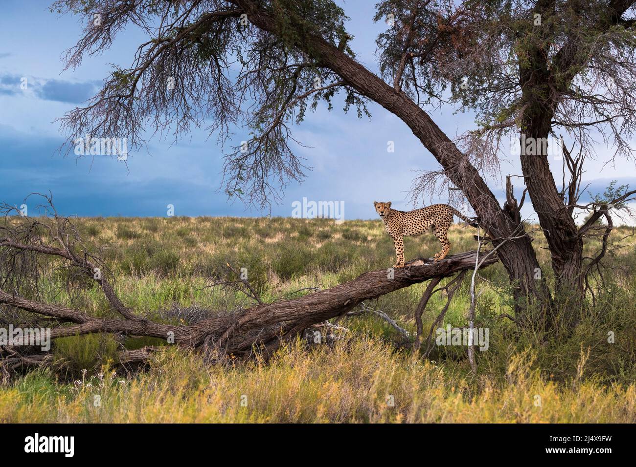 Cheetah (Acinonyx jubatus) männlich im Baum, Kgalagadi Transfrontier Park, Nordkap, Südafrika, Februar 2022 Stockfoto