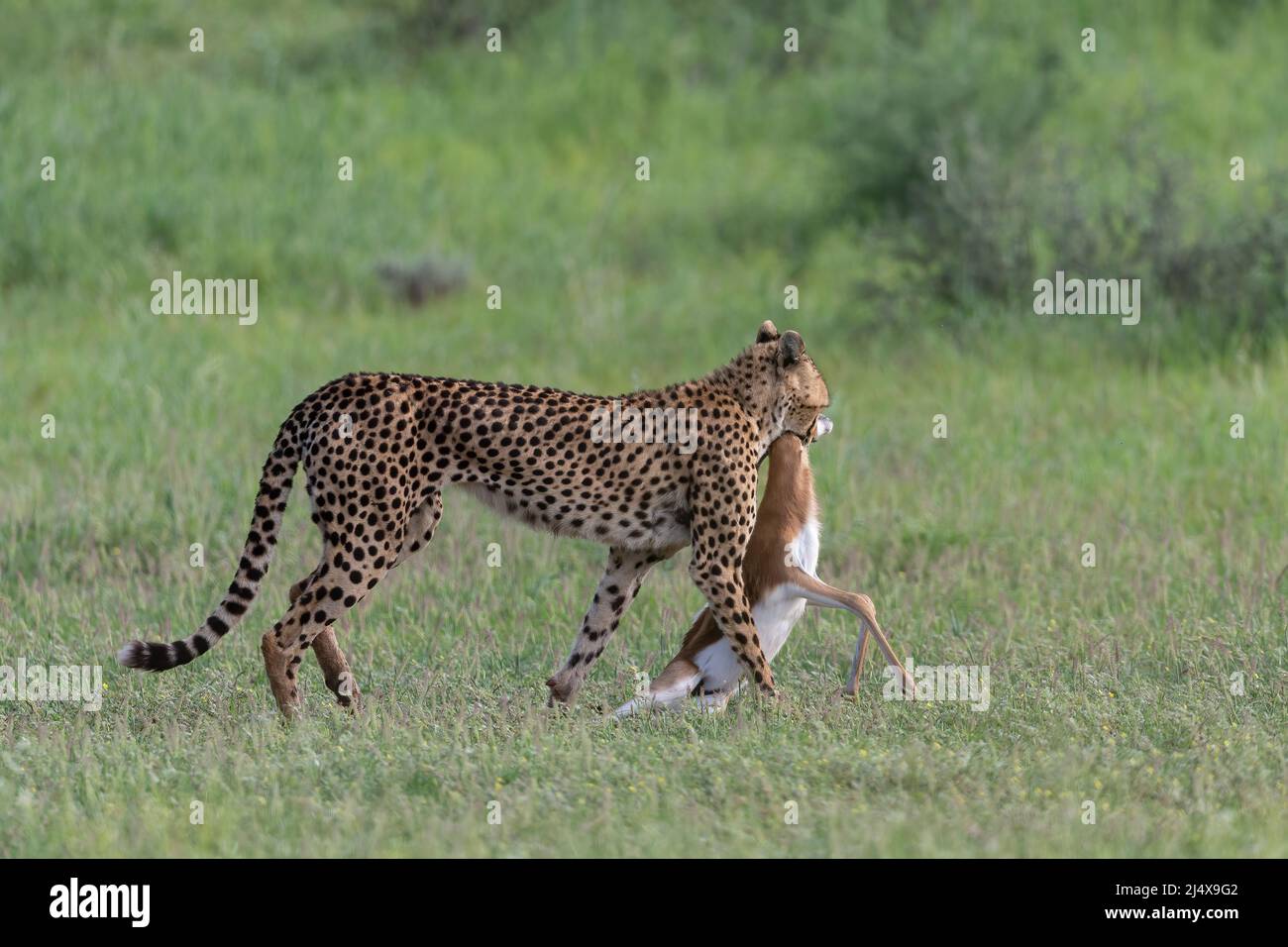 Cheetah (Acinonyx jubatus) mit Springbok-Kill, Kgalagadi Transfrontier Park, Nordkap, Südafrika, Februar 2022 Stockfoto