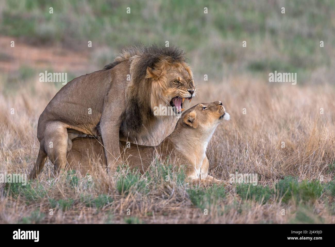 Löwen (Panthera leo), die sich paaren, Kgalagadi Transfrontier Park, Nordkap, Südafrika Stockfoto