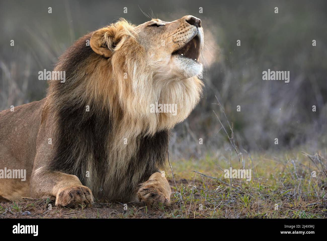 Löwe (Panthera leo) brüllend, Kgalagadi Transfrontier Park, Nordkap, Südafrika Stockfoto