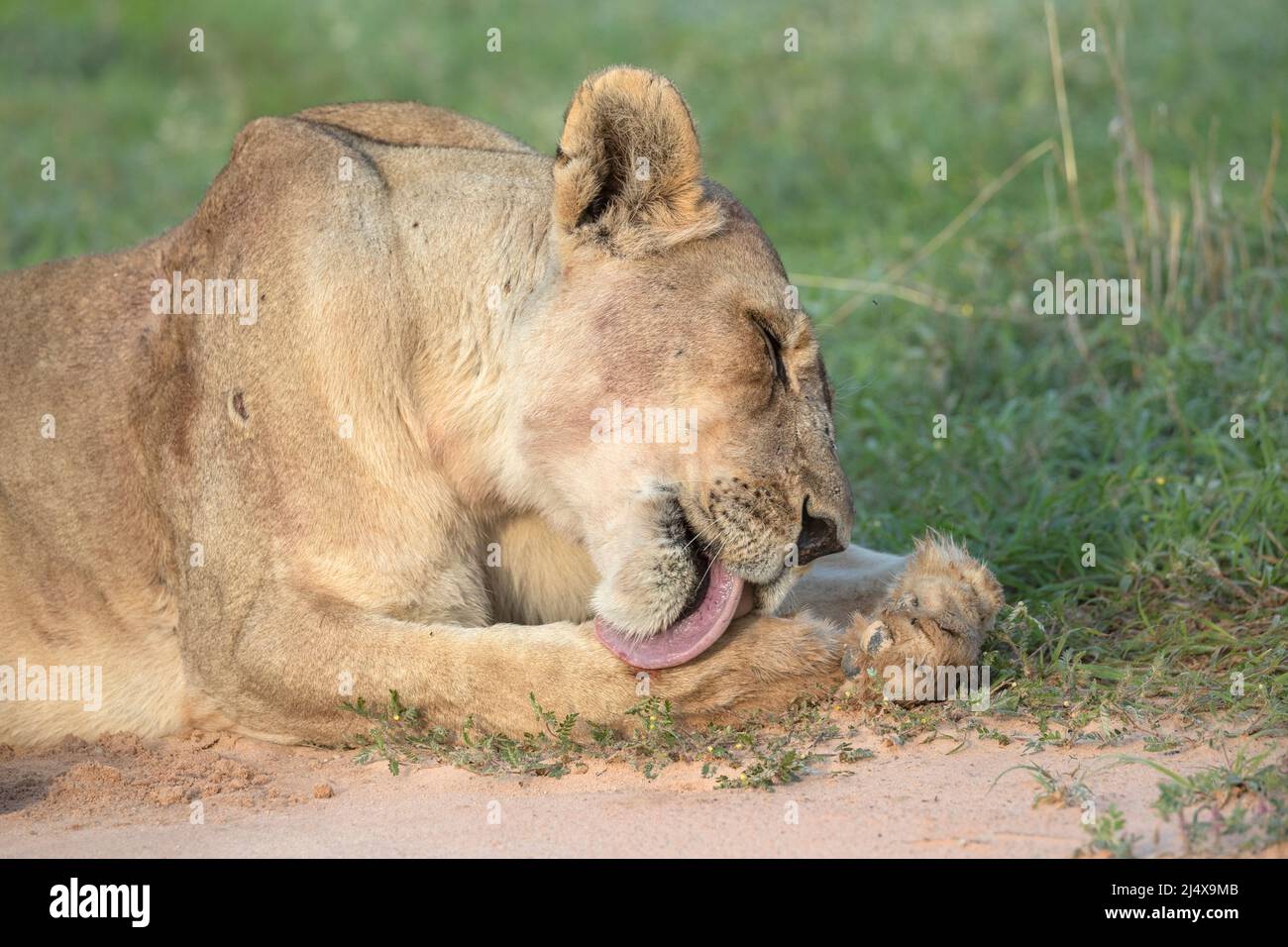 Löwin (Panthera leo) Grooming, Kgalagadi Transfrontier Park, Northern Cape, Südafrika Stockfoto