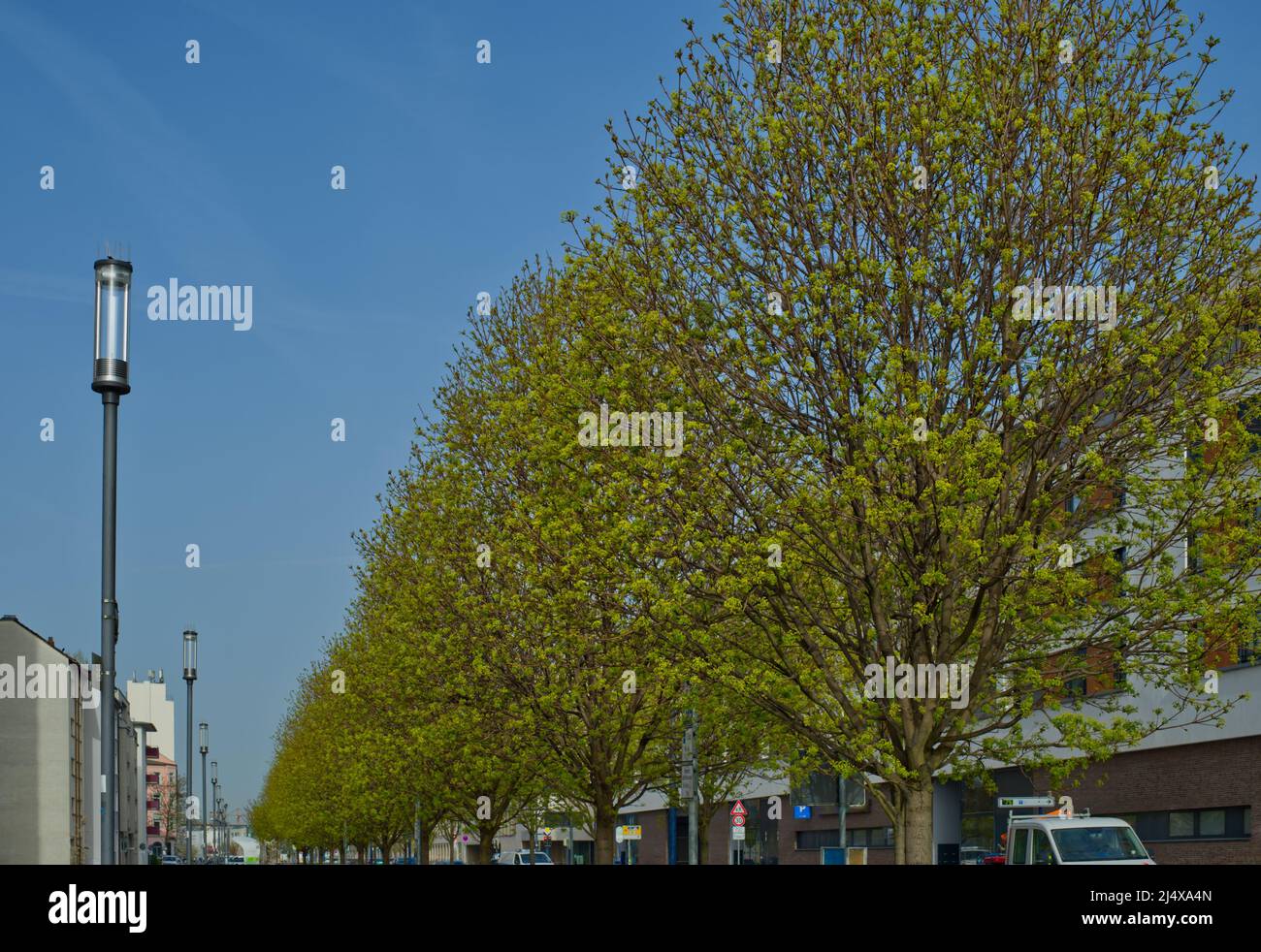 Perspektive einer Reihe von Straßenlaternen auf der linken Seite und frischen grünen Bäumen auf der rechten Seite in einem städtischen Gebiet Stockfoto