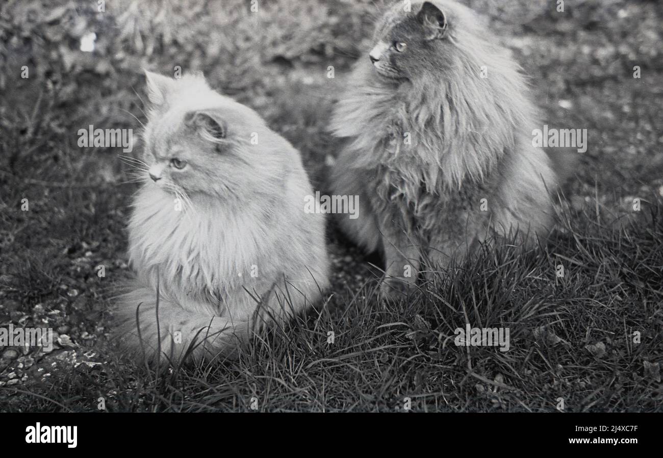 Gissroys Plüsch-Tierhandschuhe - Wolfsklauen & Fuchs-Pfoten Für Cosplay & Winter
