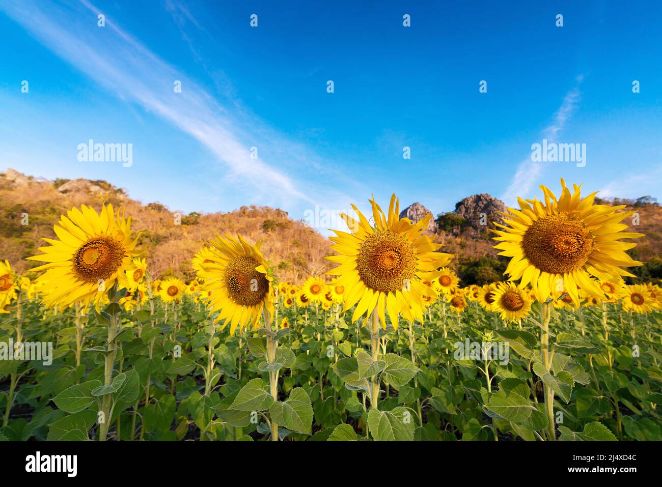 Schöne Blütenblumenlandschaft in Bio-Feld der Sonnenblume vor der Ernte in der Landwirtschaft mit klarem blauen Himmel vor Sonnenuntergang Stockfoto