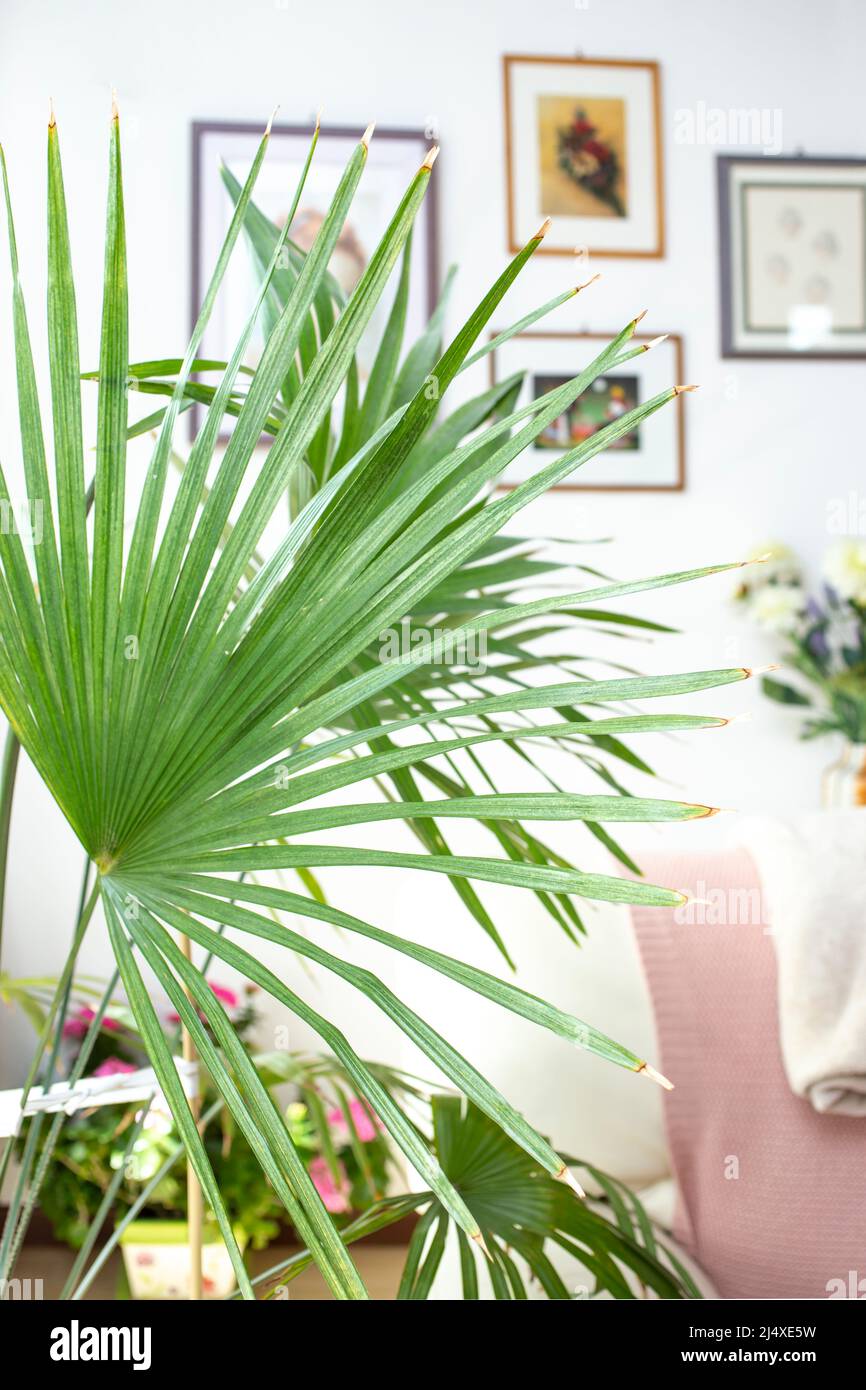 Exotisches Palmenblatt, in einer Wohnwohnung. Stockfoto