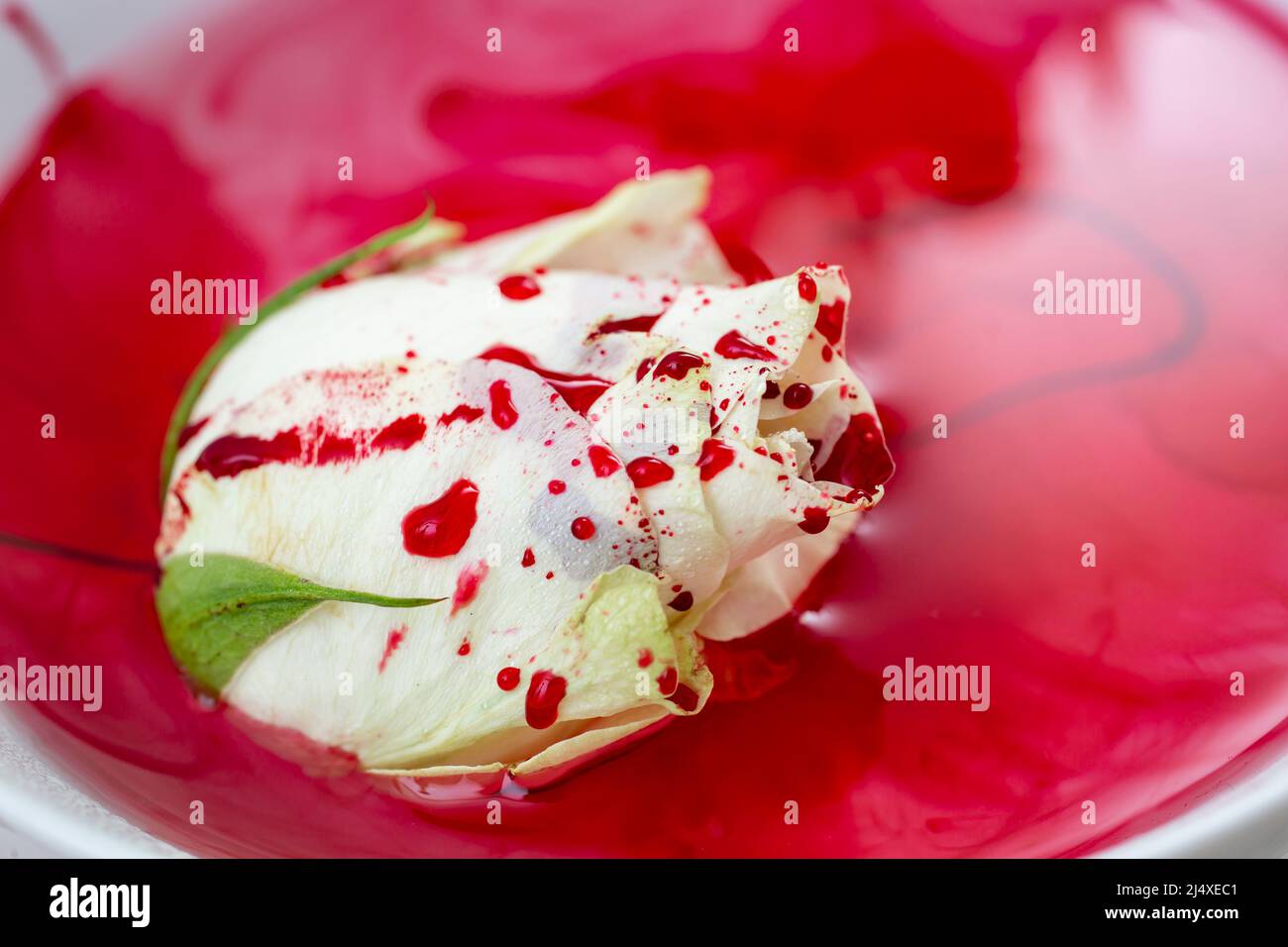 Weiße Rose in einem Pool von Blut, Leidenschaft Verbrechen Konzept Stockfoto