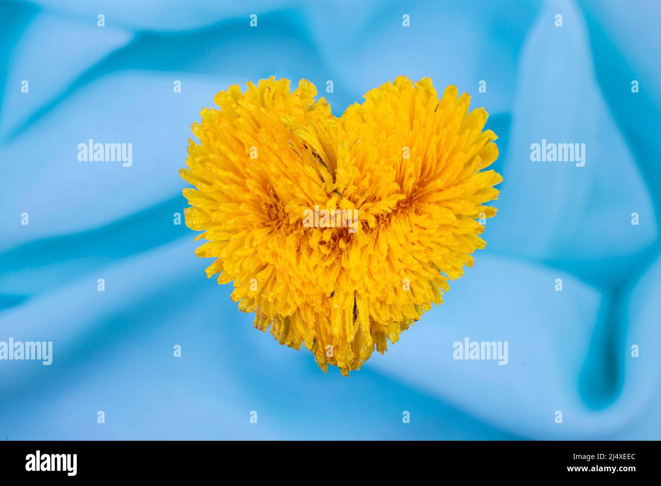 Taraxacum officinale, herzförmiger Löwinenzapfen, Blume auf türkisfarbenem seidigem Hintergrund Stockfoto