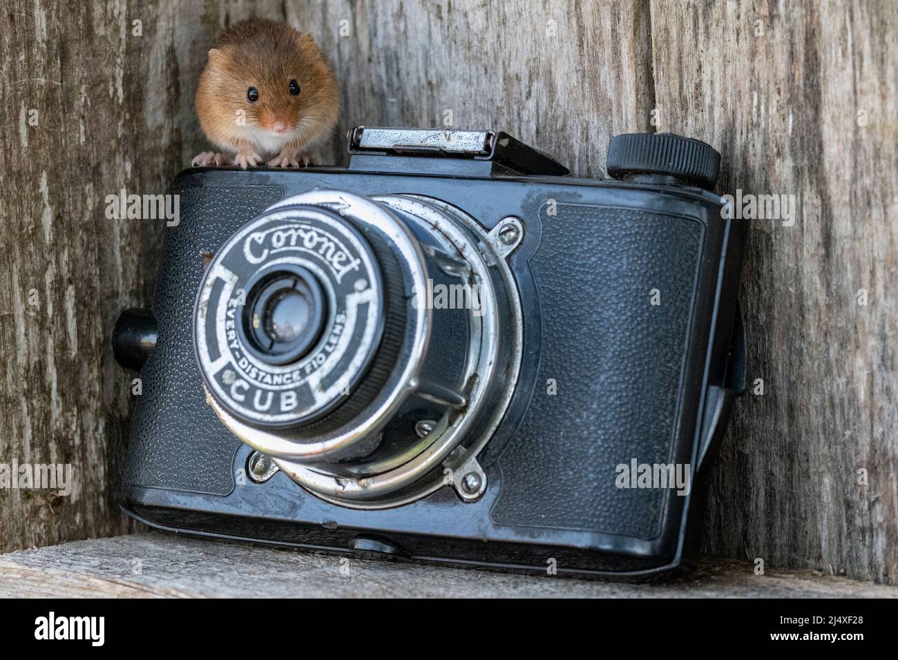 Eine Harvest Mouse, die auf einer alten Kamera sitzt, in einem hölzernen Werkzeugschuppen. Stockfoto