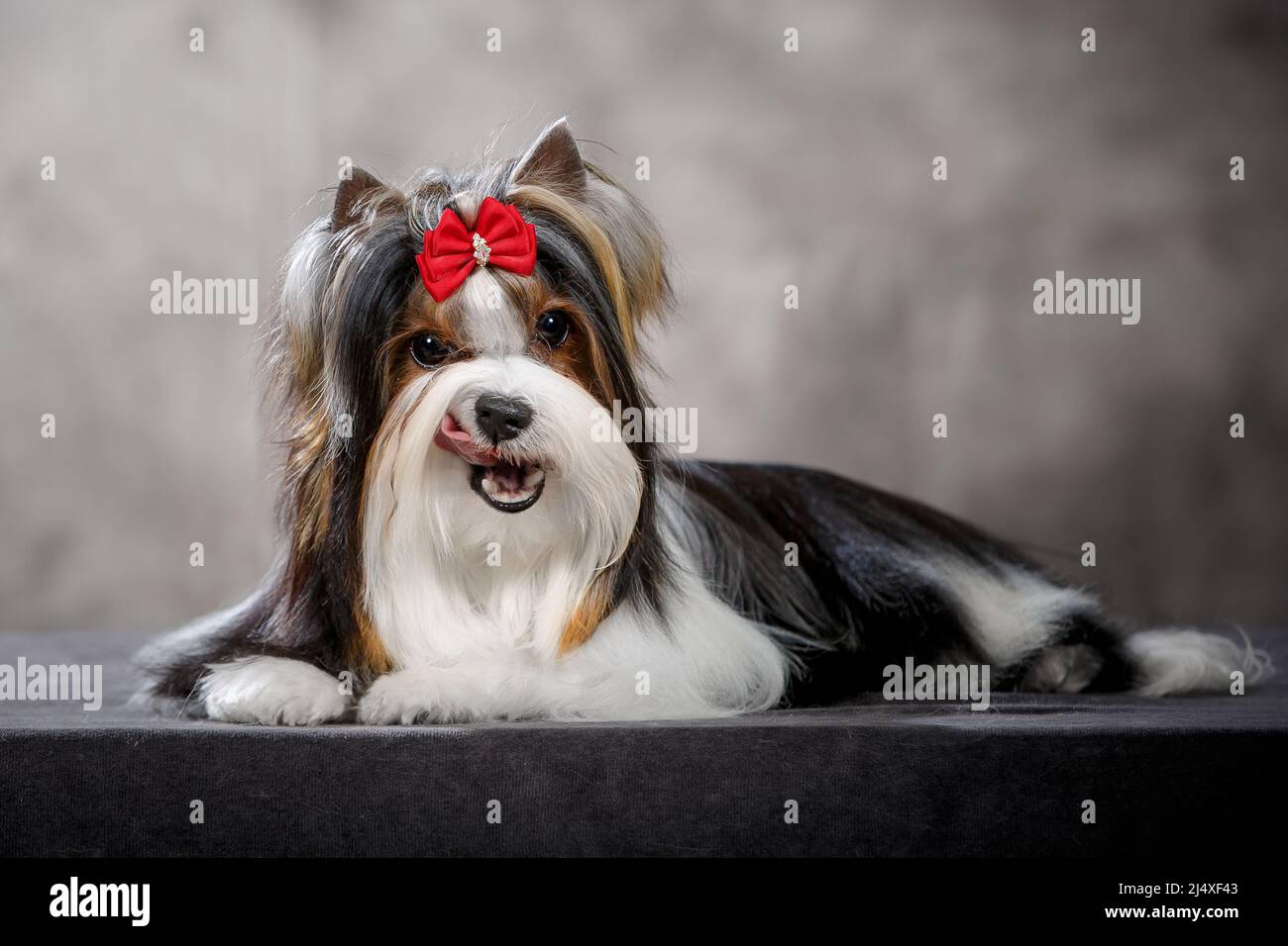 Stckdate Yorkshre Terrer "marla" Hund Realstsch Für Dunkle Stoffe