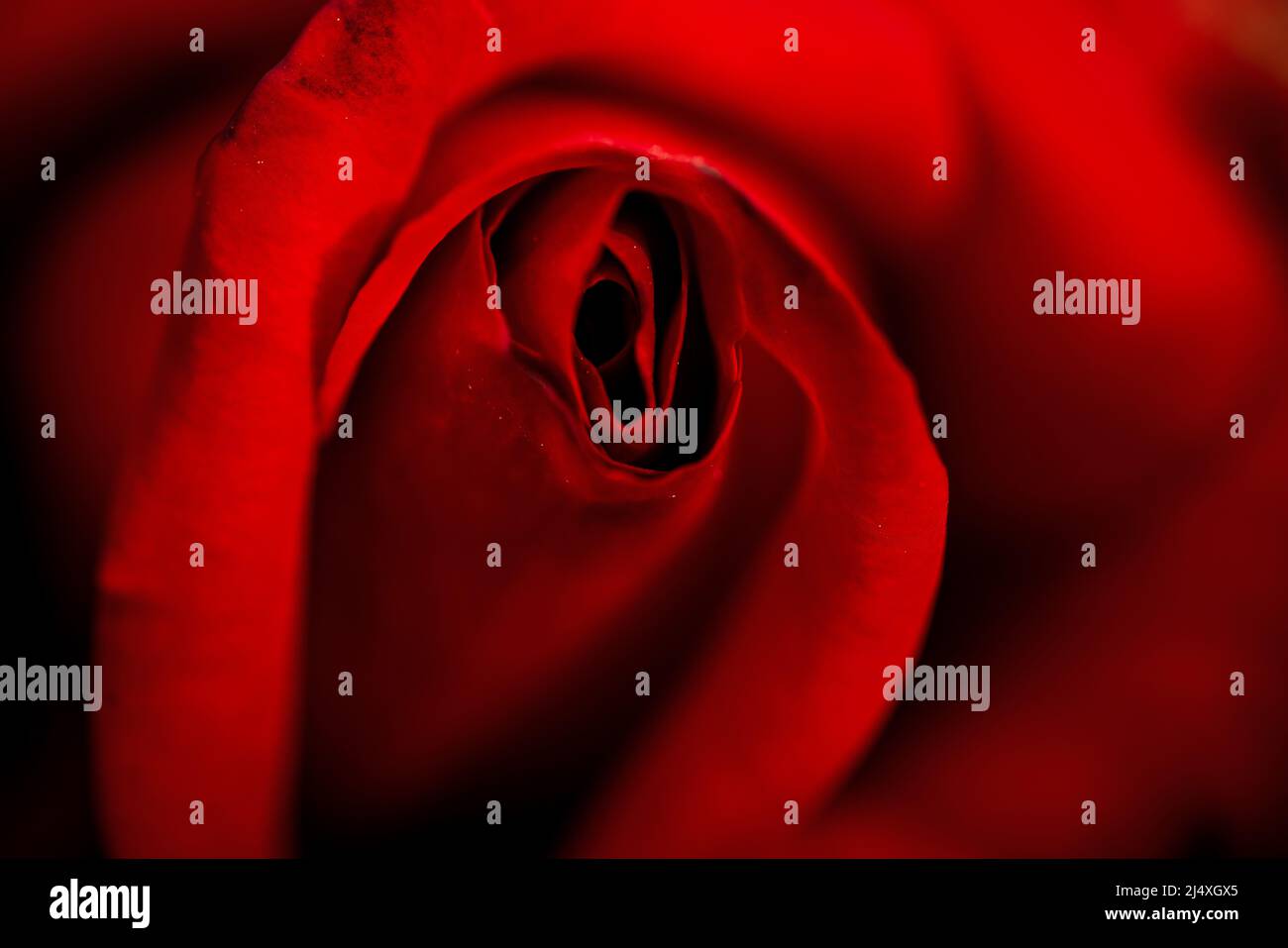 Nahaufnahme Makro-Foto von scharlachroten Rose für Valentinstag Ornamente Konzept Hintergrund. Liebe und Romantik Konzept. Hochwertige Fotos Stockfoto