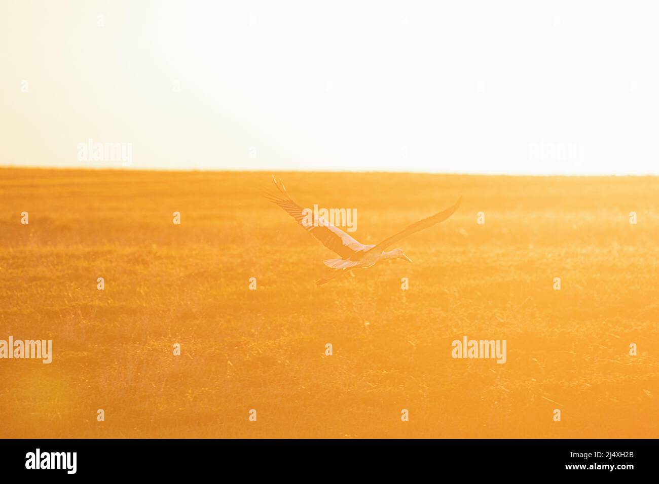 Europäischer Weißstorch Ciconia Ciconia Fliegt Über Sommerwiese, Die Von Sonnenlicht Des Sonnenuntergangs Beleuchtet Wird. Wilder Vogel Im Sonnigen Abend In Weißrussland. Sonnenschein Über Meadow Stockfoto