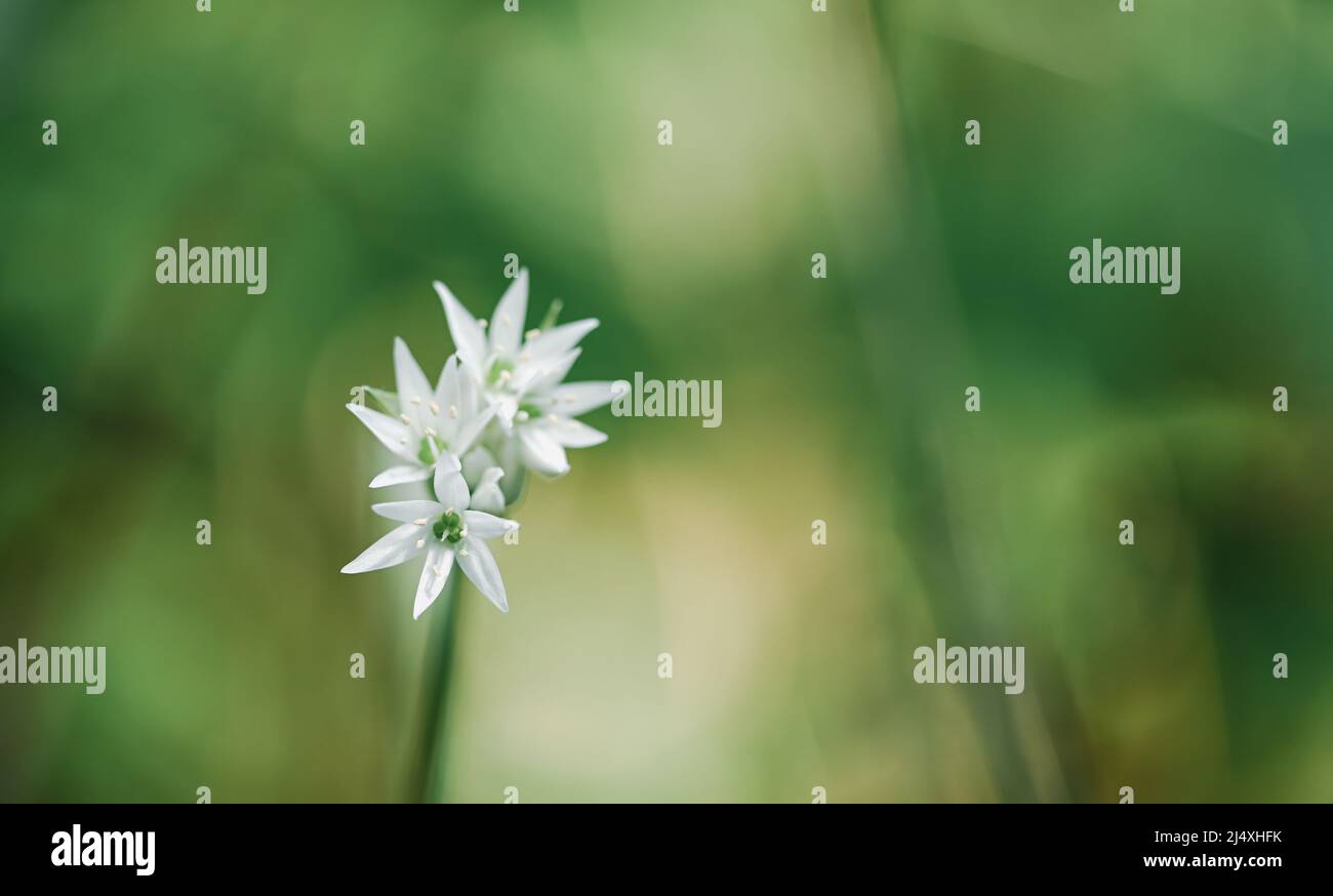 Schöne Nahaufnahme eines Allium ursinum Stockfoto