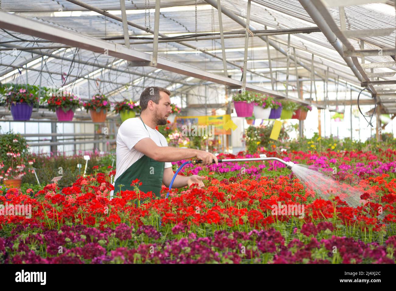 Glücklicher Arbeiter, der Blumen in einem Gewächshaus eines Blumenladens wächst Stockfoto
