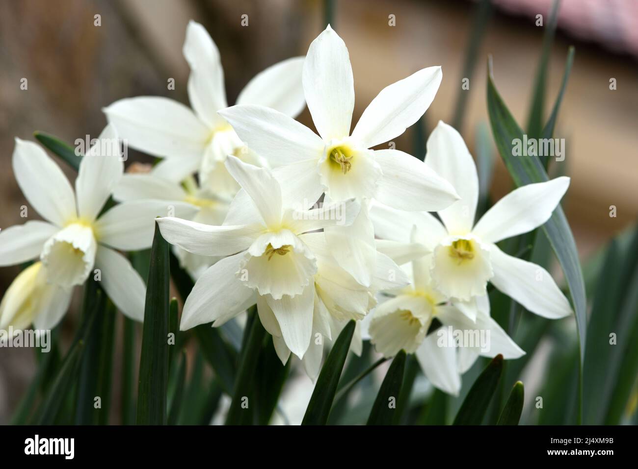 Eine Gruppe von weißen Blüten von Thalia narcissus. Stockfoto