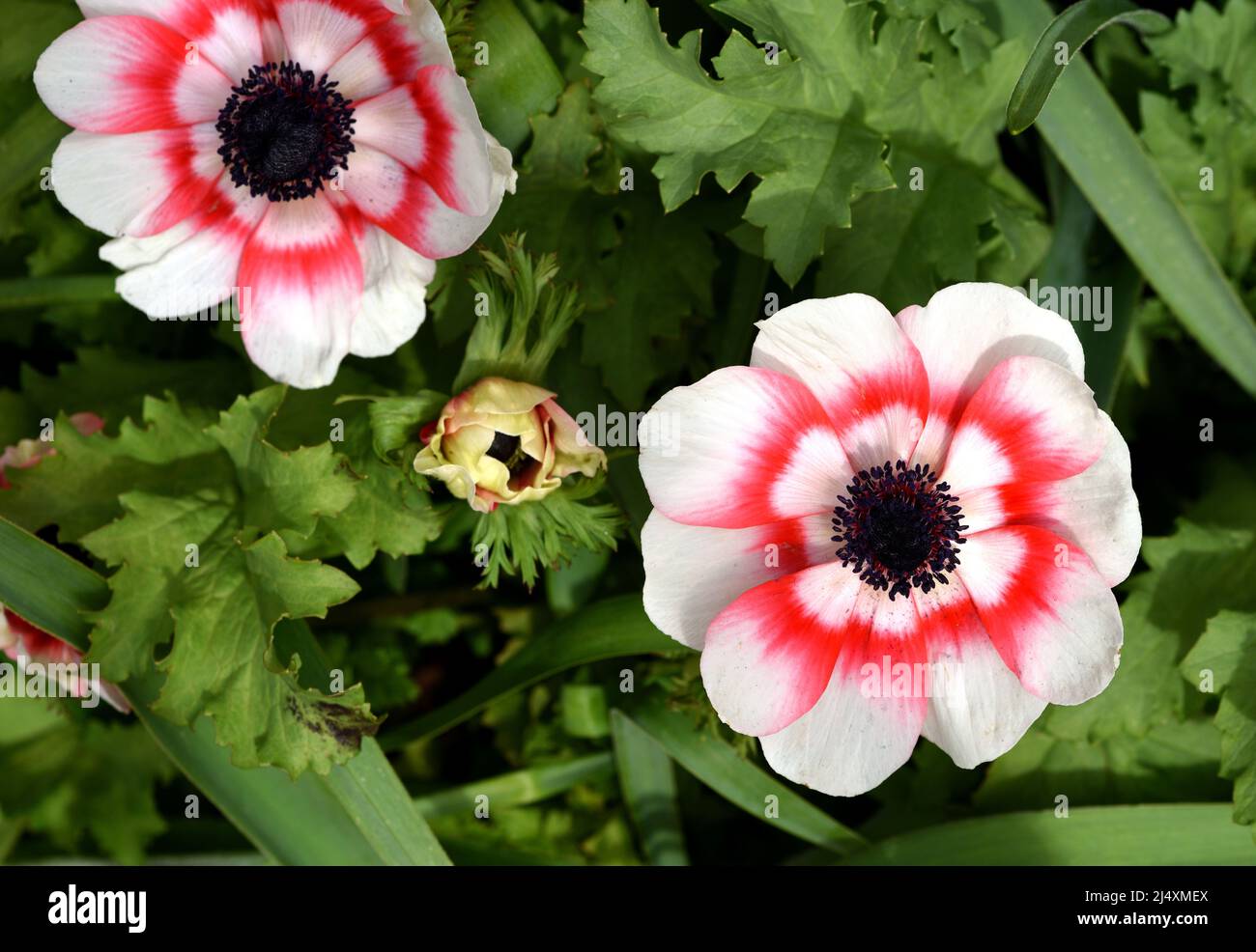 Nahaufnahme der roten und weißen Blüten der Anemone coronaria. Stockfoto