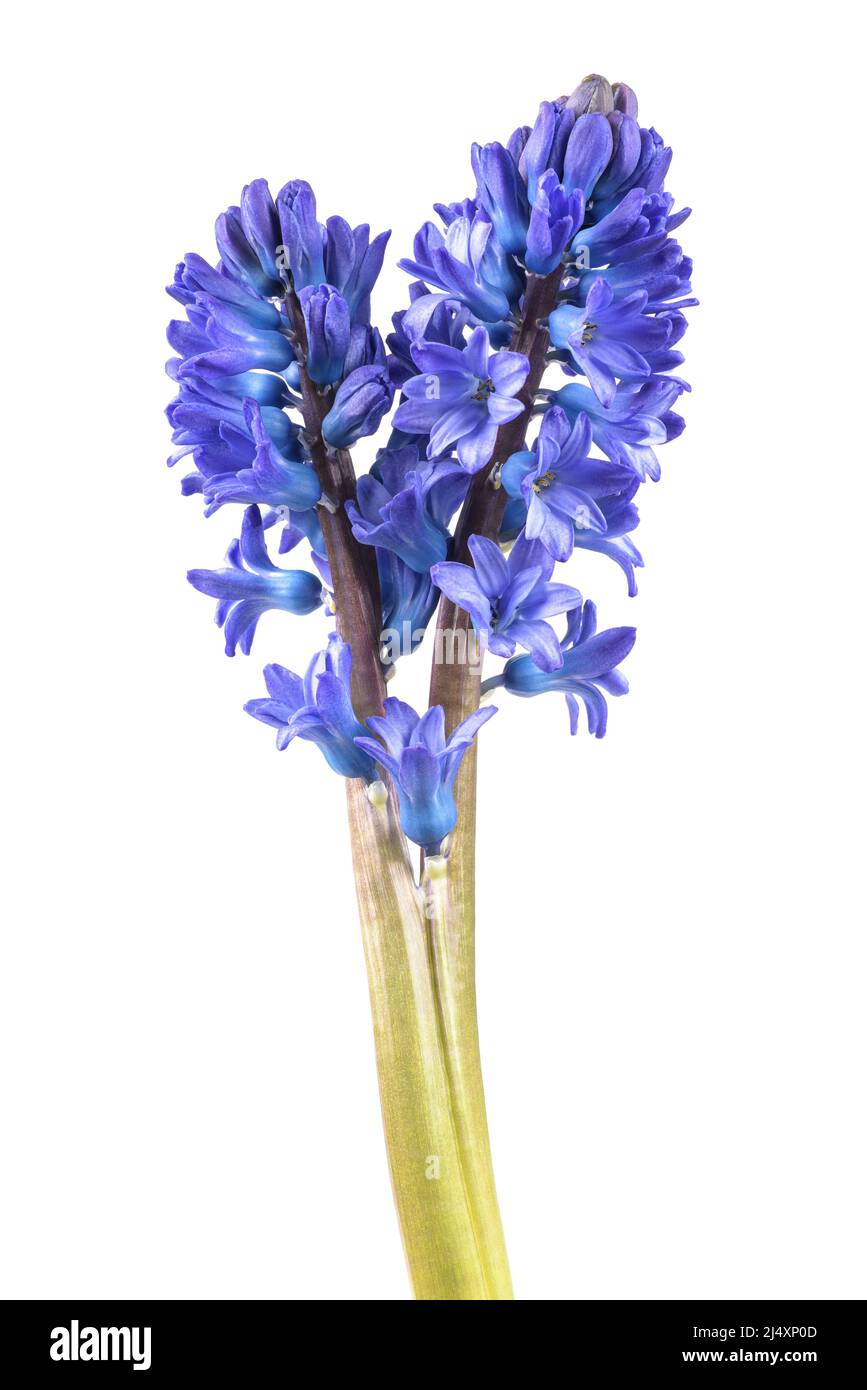 Blaue Hyazinthblüten isoliert auf weißem Grund Stockfoto