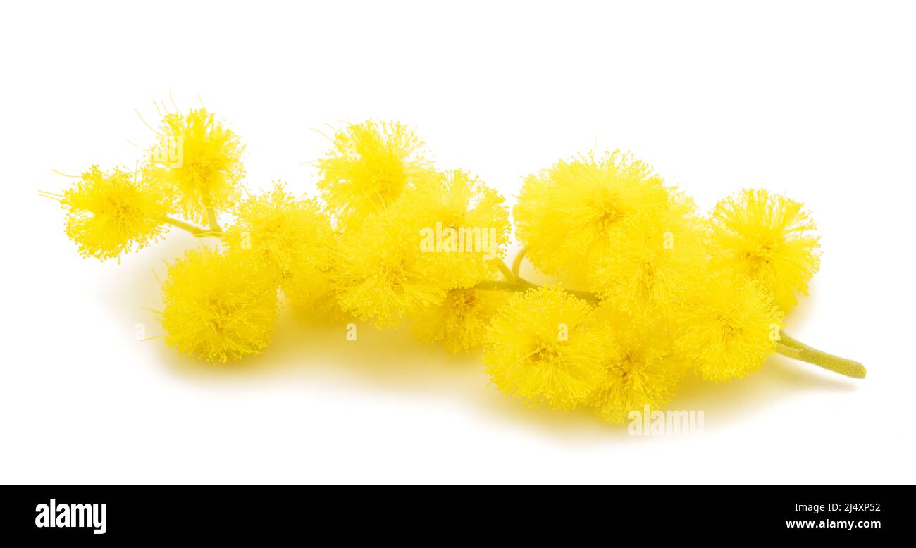 Mimosa (silberner Wattle) Zweig isoliert auf weißem Hintergrund Stockfoto