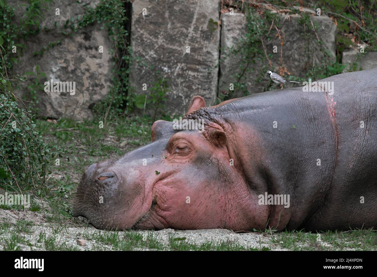 Hippopotamus, Hippopotamus amphibius, auch Nilpferd genannt, schläft mit dem Kopf auf einem grasbewachsenen Boden, während kleine schwarz-weiße Vögel auf seiner ne wandern Stockfoto