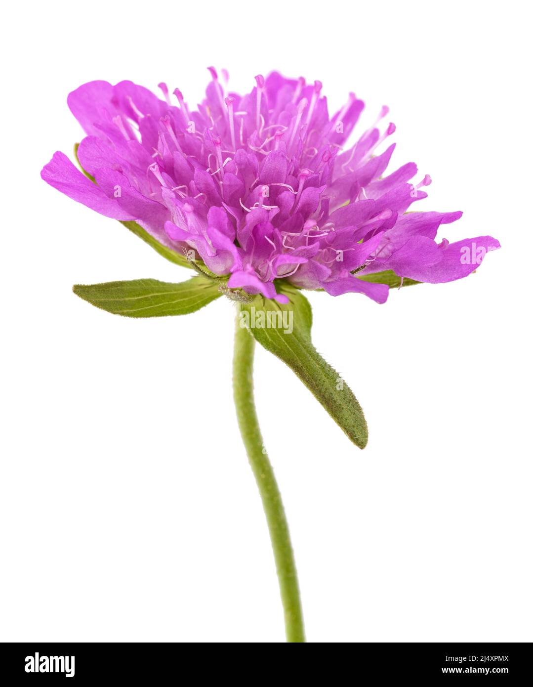 Feld-witwenblume Blume auf weißem Hintergrund Stockfoto