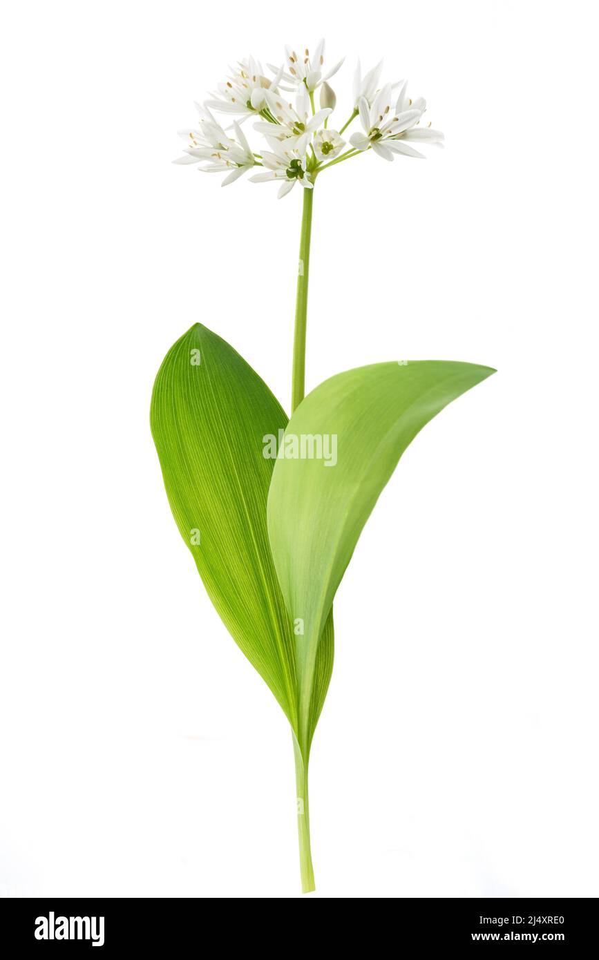 Bärlauch-Blüten isoliert auf weißem Hintergrund Stockfoto
