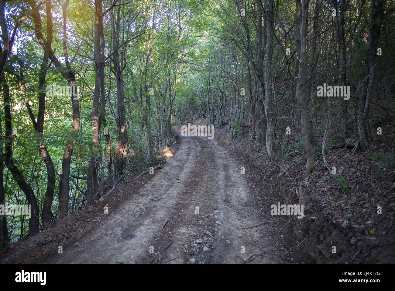Land Feldweg durch den Wald Stockfoto