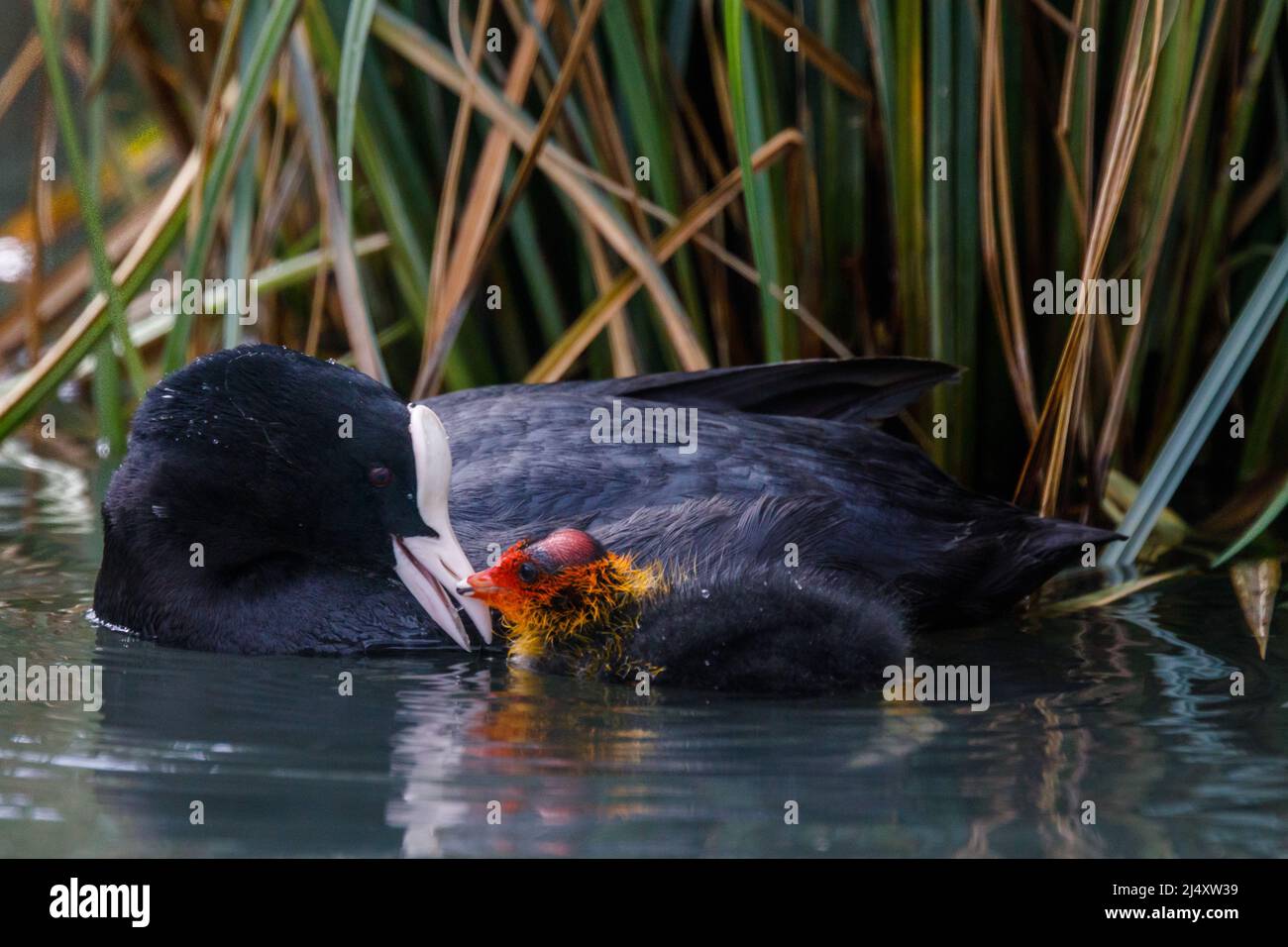 Ein erwachsener eurasischer Ruß (Fulica atra) nuzzelt liebevoll ein winziges Jungtier an einem städtischen Kanal in Wapping, East London. Vereinigtes Königreich.Amanda Rose/Alamy Stockfoto