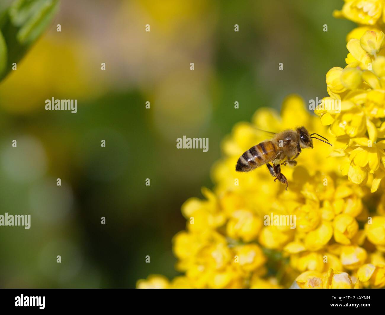Makrofotografie einer fliegenden Honigbiene Stockfoto