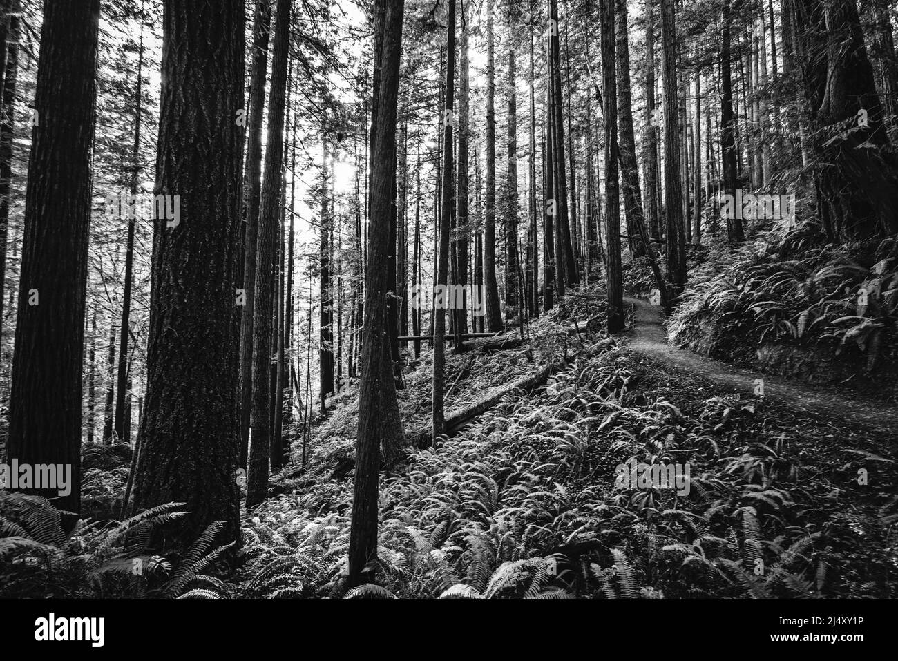 Der Wanderweg schlängelt sich durch den Redwood-Wald in Kalifornien. Stockfoto