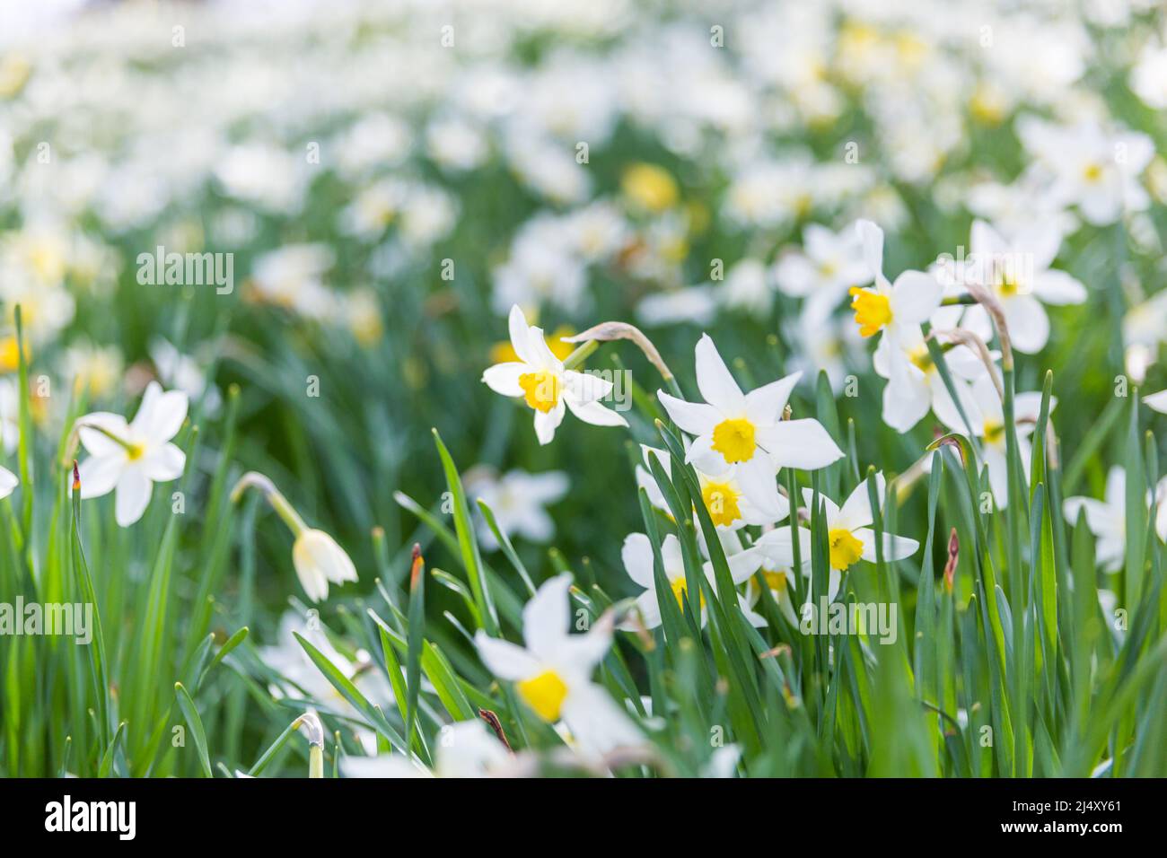 Eine Decke aus hellen und fröhlichen Narzissen im Frühling in einem englischen Dorf. Stockfoto