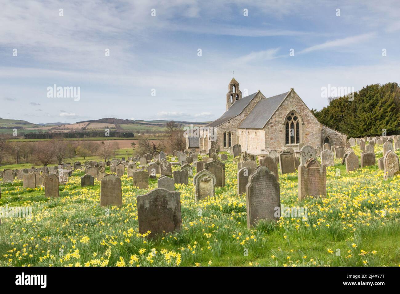 Alte Kirche aus Stein in Ford Village, Northumberland, mit wilden gelben Narzissen, die an einem sonnigen Frühlingstag fruchtbar auf dem Friedhof wachsen. Stockfoto