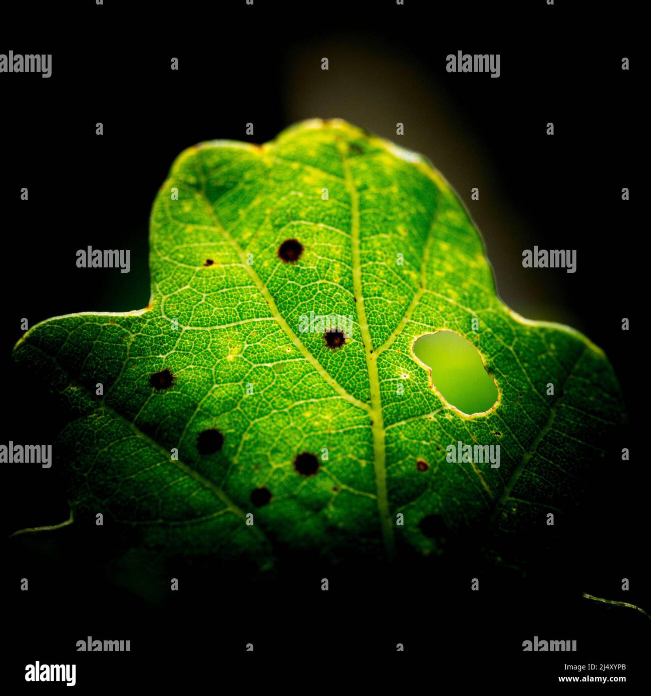 Bakterielle und pilzartige Blätter Flecken und Krankheiten auf einem grünen Blatt im Garten mit einem Loch, das von Schädlingen in einer vignettierten Nahaufnahme Makroaufnahme durchfressen wurde Stockfoto