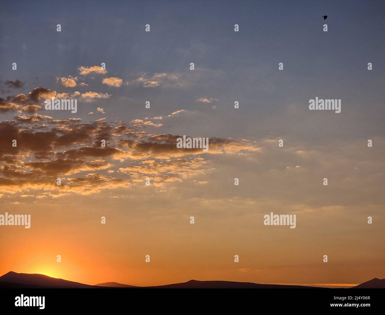 Einsamer Vogel, der im Sonnenuntergang in den Bergen fliegt. Stockfoto