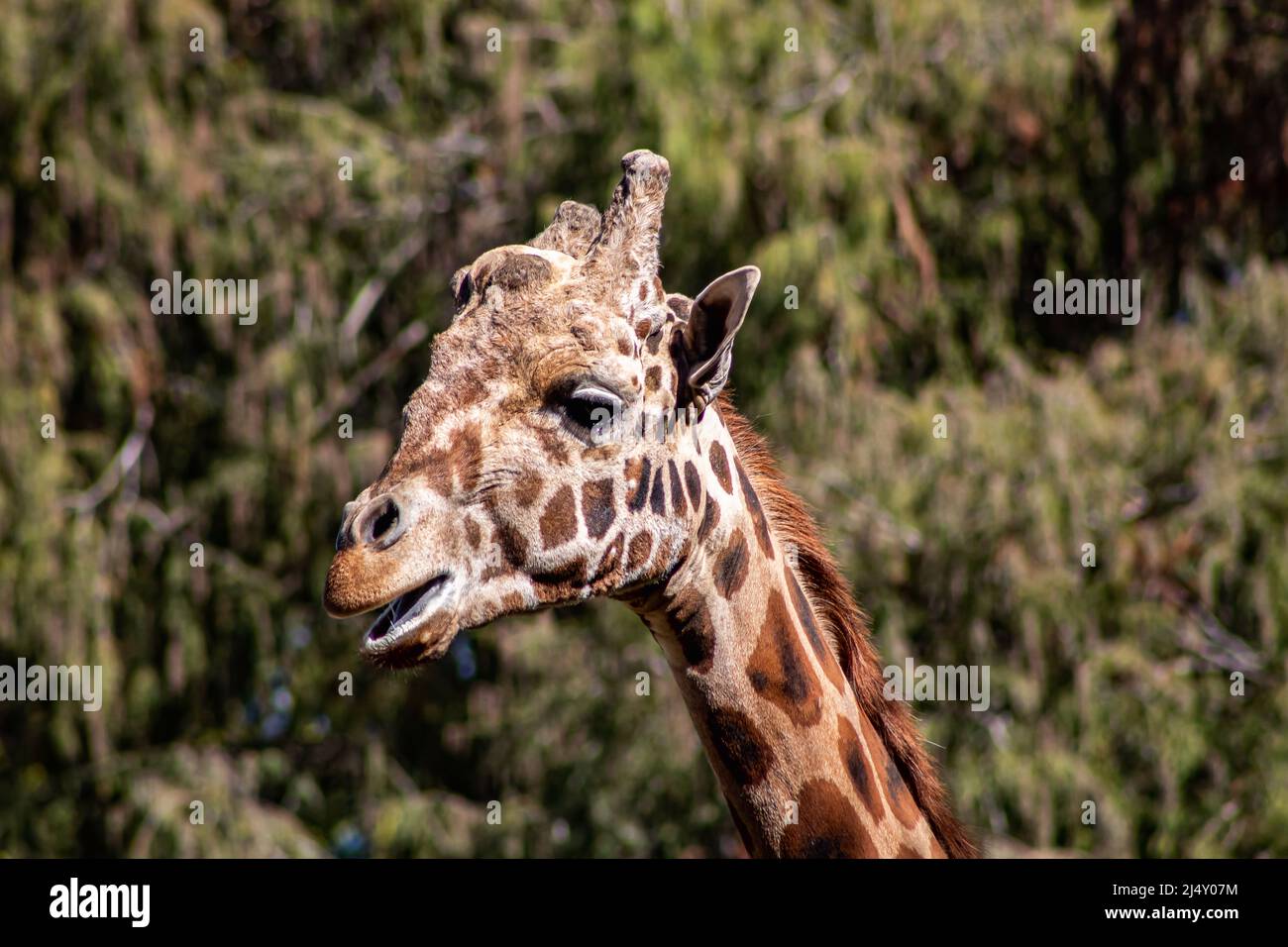 Gleichgültigkeit auf dem Gesicht einer erwachsenen Giraffe. Stockfoto