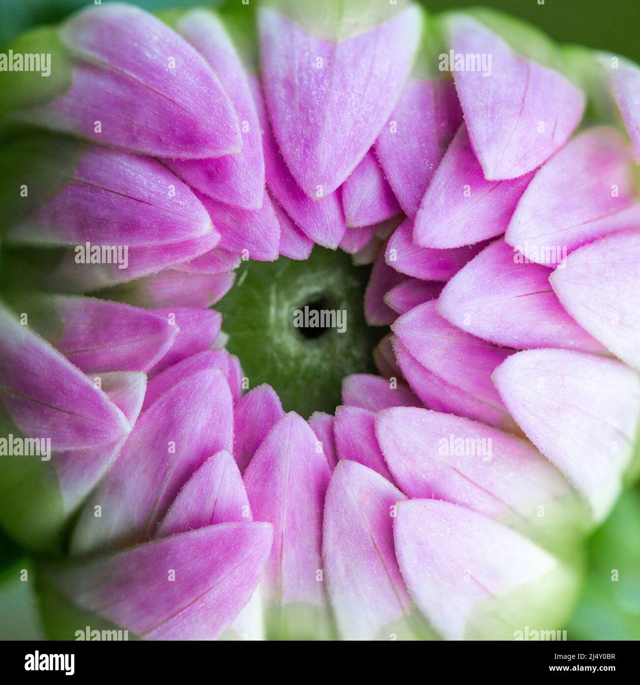 Makrobild einer rosafarbenen Dahlia-Blütenknospe, die zu blühen beginnt Stockfoto