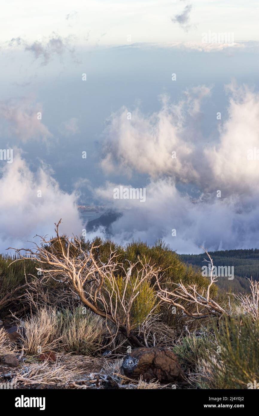 Teide Besen im Winter kanarische Inseln Stockfoto