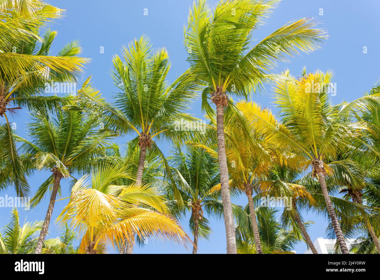 Coconut Palms, Doctor's Cave Beach, Montego Bay, St James Parish, Jamaica, Großantillen, Karibik Stockfoto