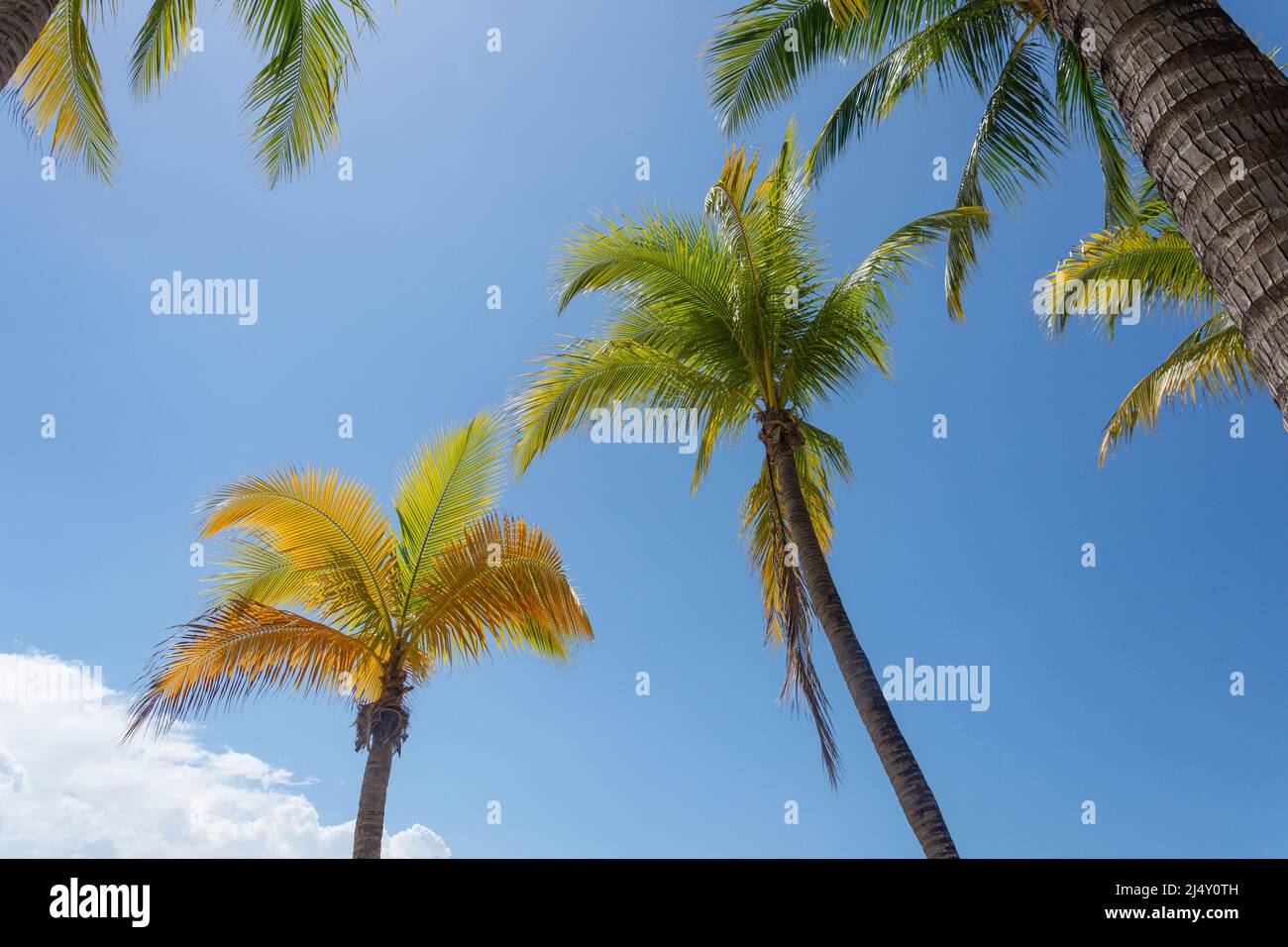 Coconut Palms, Doctor's Cave Beach, Montego Bay, St James Parish, Jamaica, Großantillen, Karibik Stockfoto