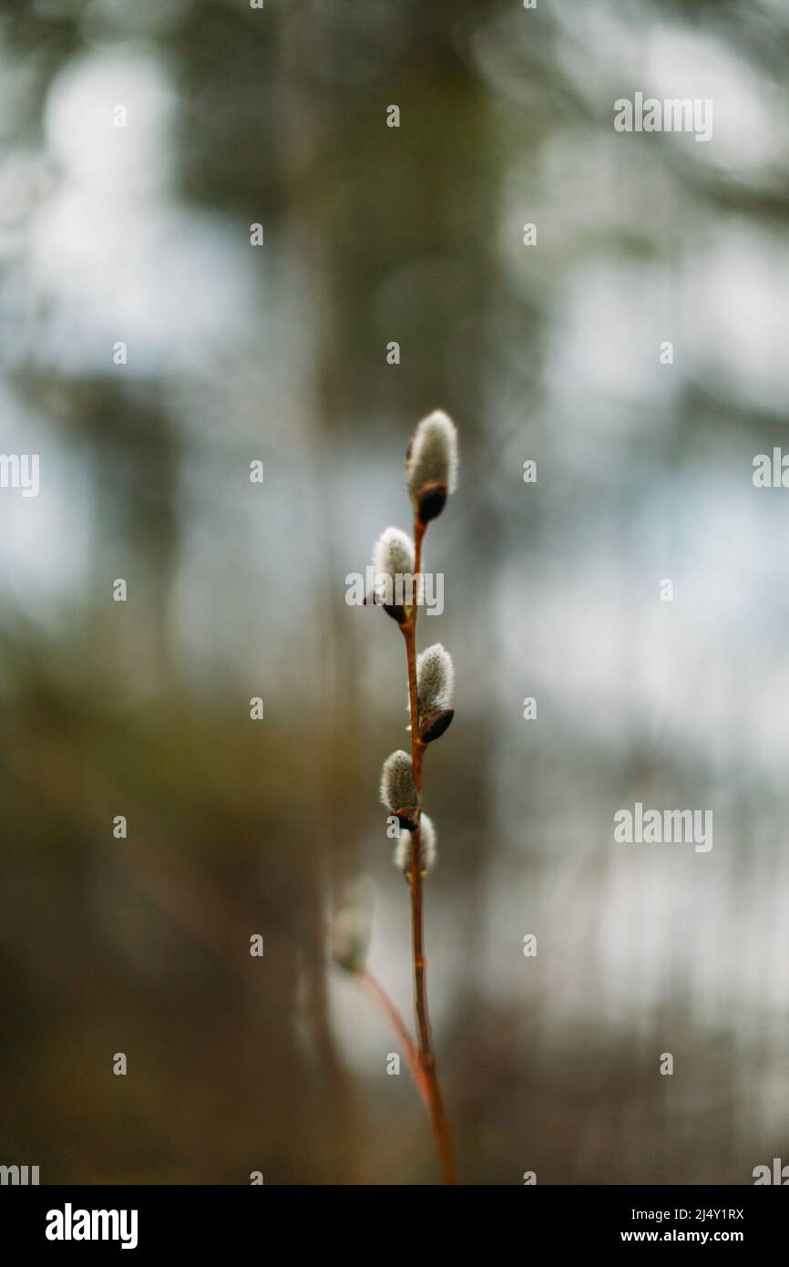 Frühlingsknospen auf Bäumen, Makrofotografie Stockfoto