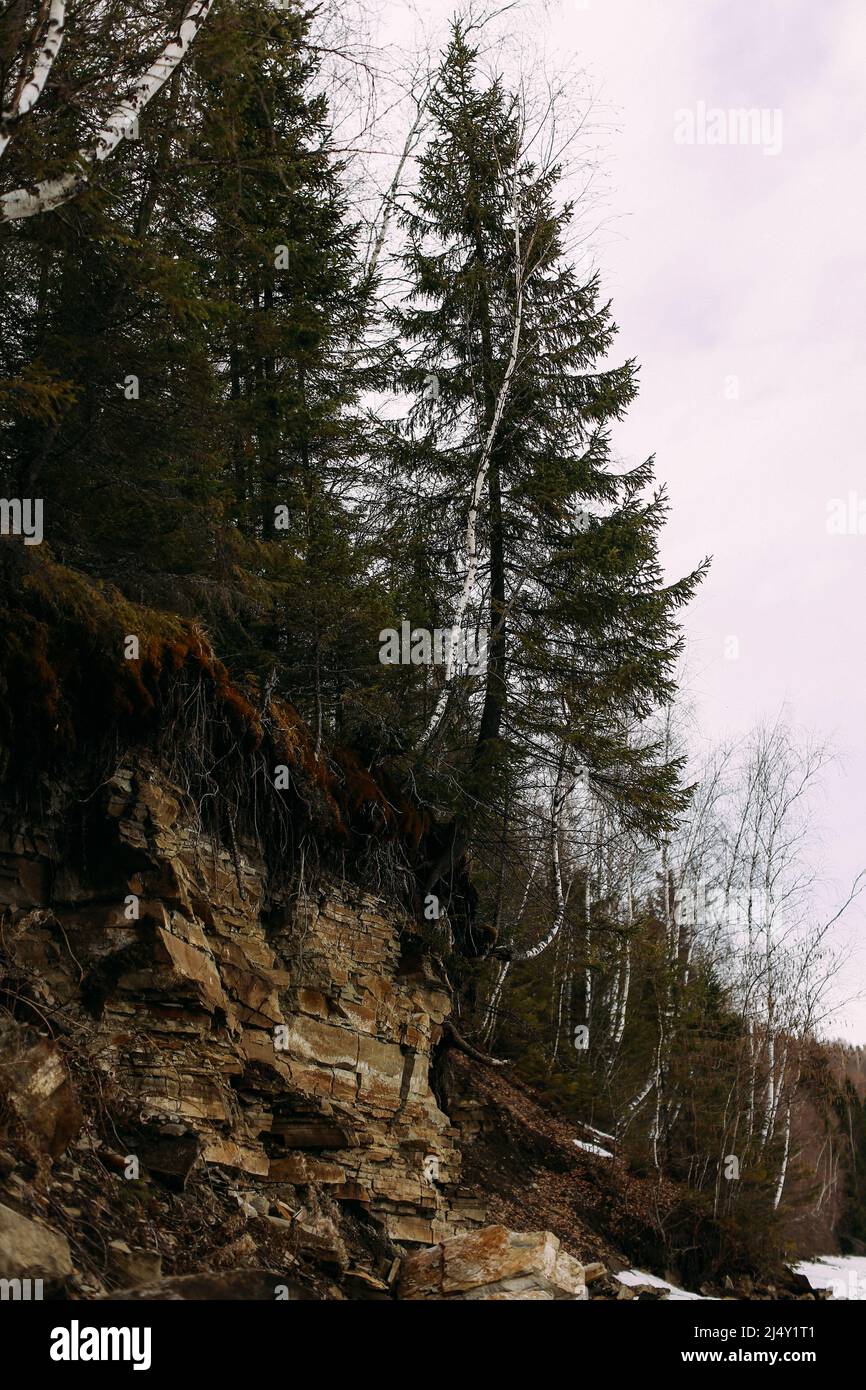 Rinde und Moos aus nächster Nähe Stockfoto