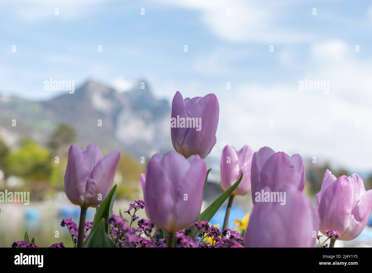 Weesen, Schweiz, 13. April 2022 in einem kleinen Park wachsen im Frühling schöne Lilatulpenblüten Stockfoto