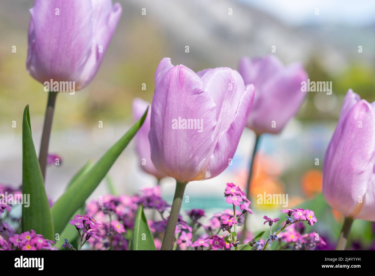 Weesen, Schweiz, 13. April 2022 in einem kleinen Park wachsen im Frühling schöne Lilatulpenblüten Stockfoto