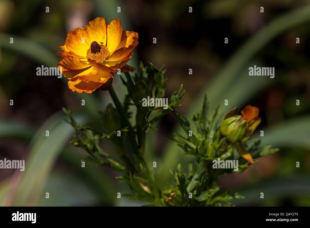 Geum ‘Totally Tangerine’ Stockfoto