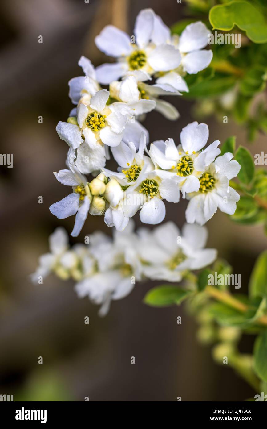 X Exochorda macrantha 'The Bride' pearl Bush Stockfoto