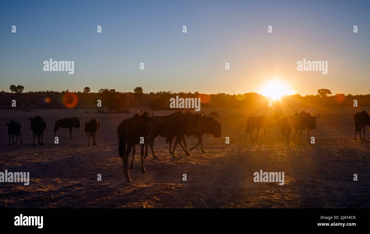 Kleine Gruppe von Blauen Gnus bei Sonnenuntergang im hinterleuchteten Kgalagadi Transfrontier Park, Südafrika; specie Connochaetes taurinus Familie von Bovidae Stockfoto