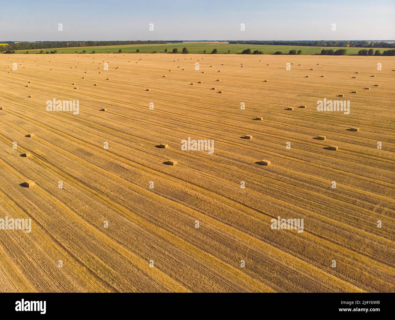 Garben Stroh in einem Weizenfeld Draufsicht. Stockfoto