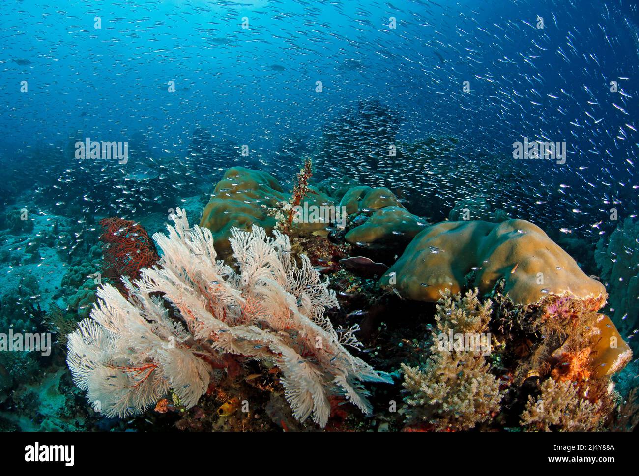 Fischschwärme schwärmen über einem farbenfrohen Korallenriff. Raja Ampat, Westpapua, Indonesien Stockfoto