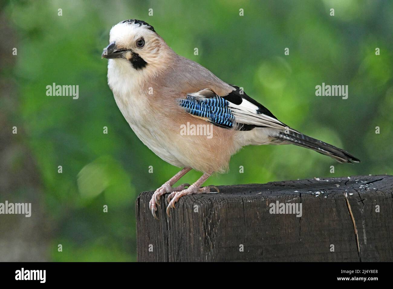 Eurasian Jay, Garrulus glandarius Stockfoto