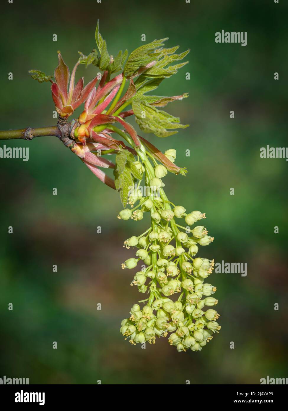 Bigleaf-Ahornbaumblumen; West Eugene Wetlands, Willamette Valley, Oregon. Stockfoto