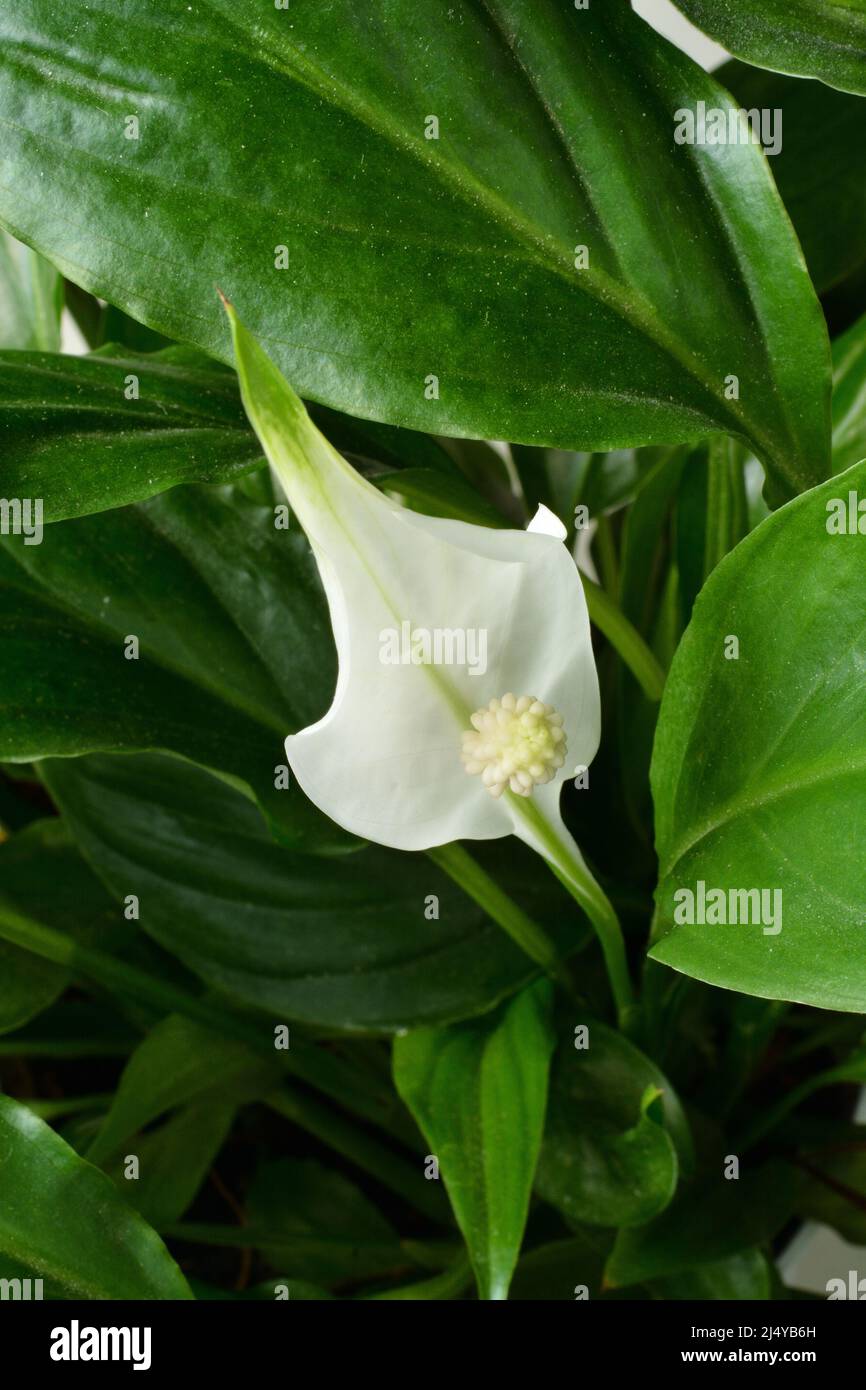 Weiße Blume von Spathiphyllum. Nahaufnahme. Stockfoto